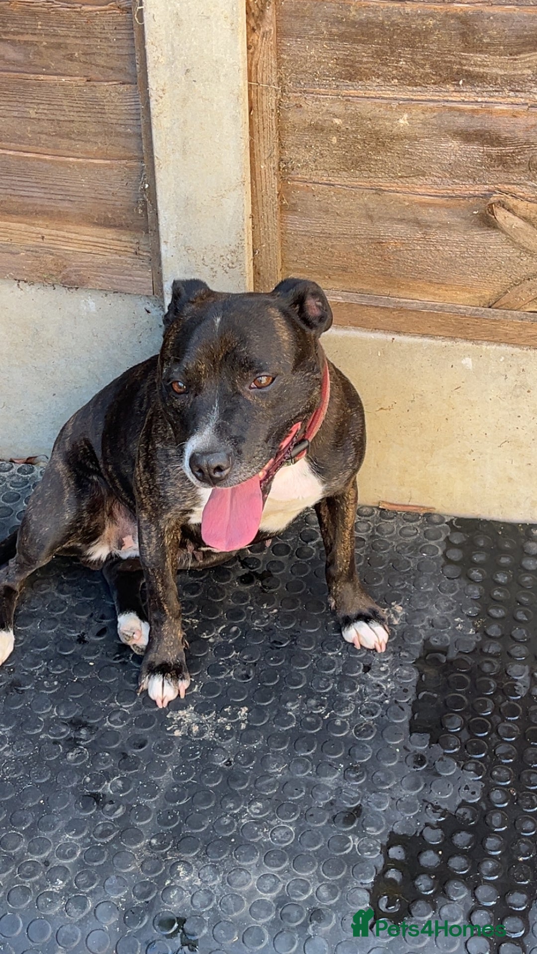 Staffordshire Bull Terrier dogs for sale: Staffordshire bull terrier pups  - Advert 9