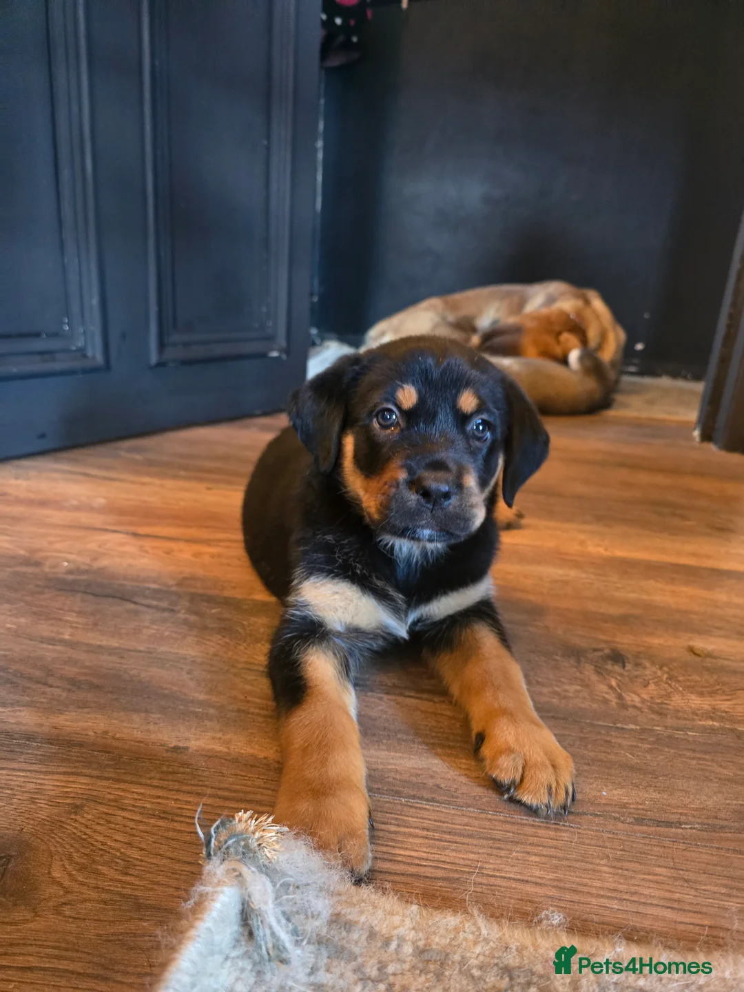 Mixed Breed dogs for sale: Tibetan mastiff X Boerboel X Rottweiler puppies  - Advert 3
