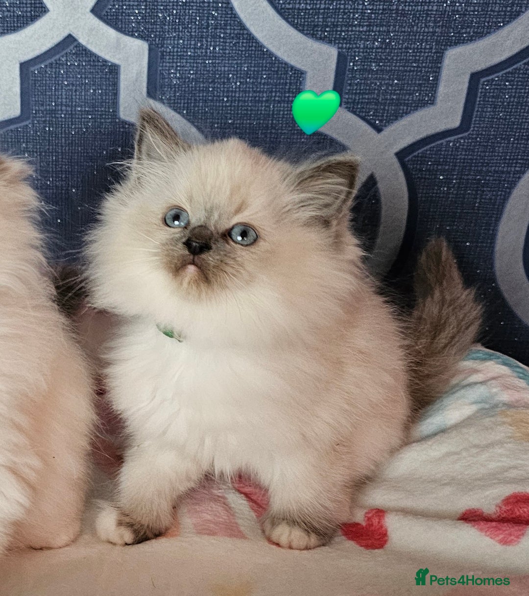 Ragdoll cats for sale: 🏆 CHAMPION FATHER 🏆GCCF REGISTERED KITTENS  - Image 13