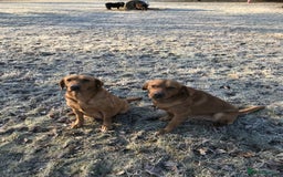 Labrador Retriever dogs for stud: Fully Health Tested Labrador for stud in Ashford - Image 11