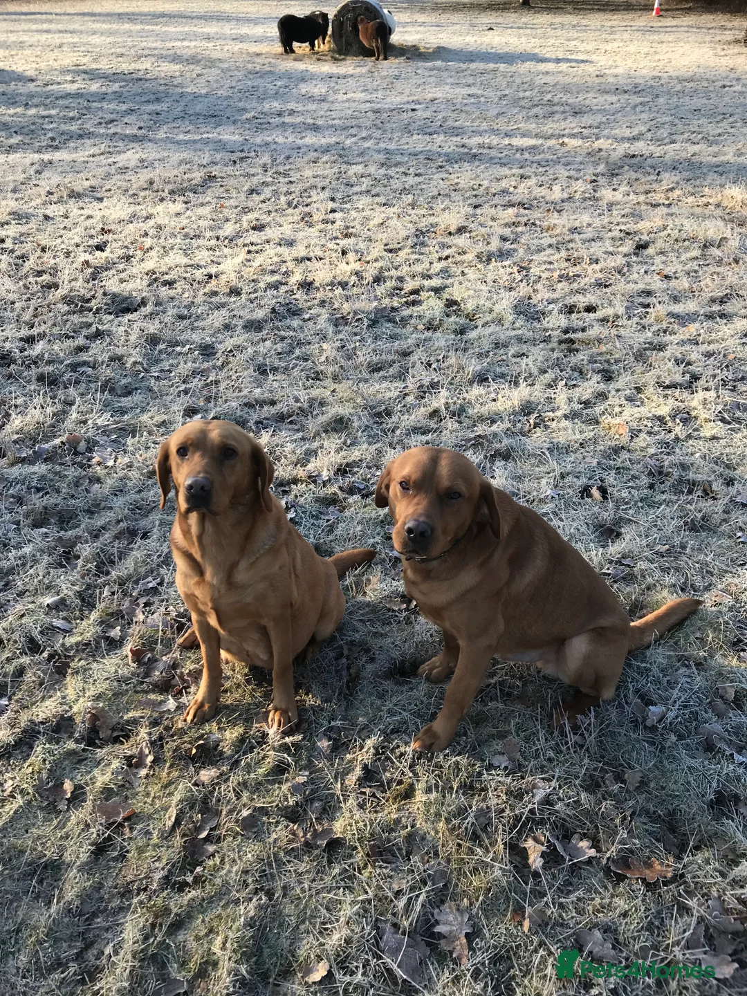 Labrador Retriever dogs for stud: Fully Health Tested Labrador for stud in Ashford - Advert 11