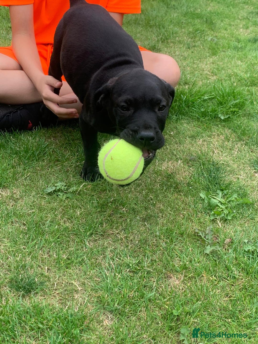 Presa Canario dogs for sale: Presa canario puppies ready now 2 boys 1 girl left - Image 6