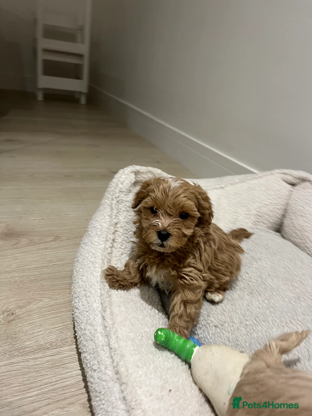 Maltipoo dogs for sale: Gorgeous Maltipoo Pups looking for their new home  - Advert 32