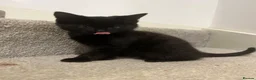 Mixed Breed cats for sale: 5 beautiful kittens, mix of black and tabby  - Advert 16