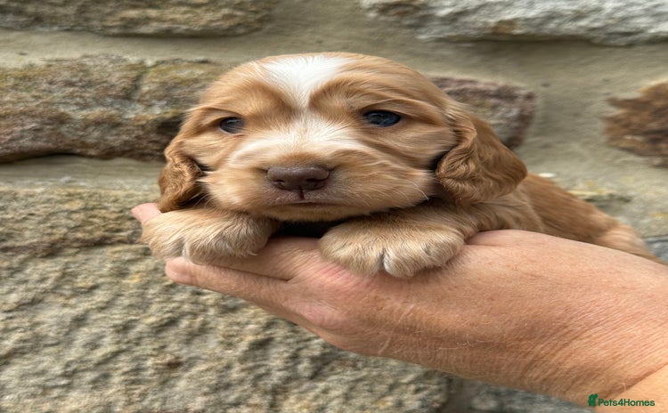 Cocker Spaniel dogs - Advert 16