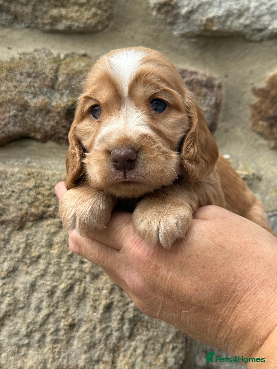 Cocker Spaniel dogs for sale: KC Show Cocker Spaniels fully health tested  - Image 1