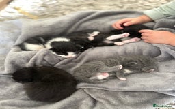 Mixed Breed cats for sale: Beautiful kittens 5* homes only  - Image 9