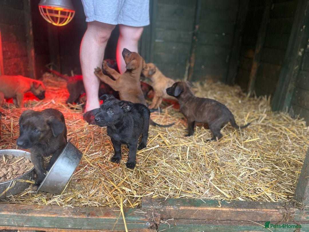 Belgian Shepherd Dog dogs for sale: Litter  - Image 3