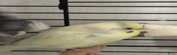 Budgerigars birds for sale: 3 young healthy budgies for sale - Advert 3