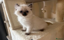 Ragdoll cats for sale: Pure Ragdoll kittens for sale london  - Image 6