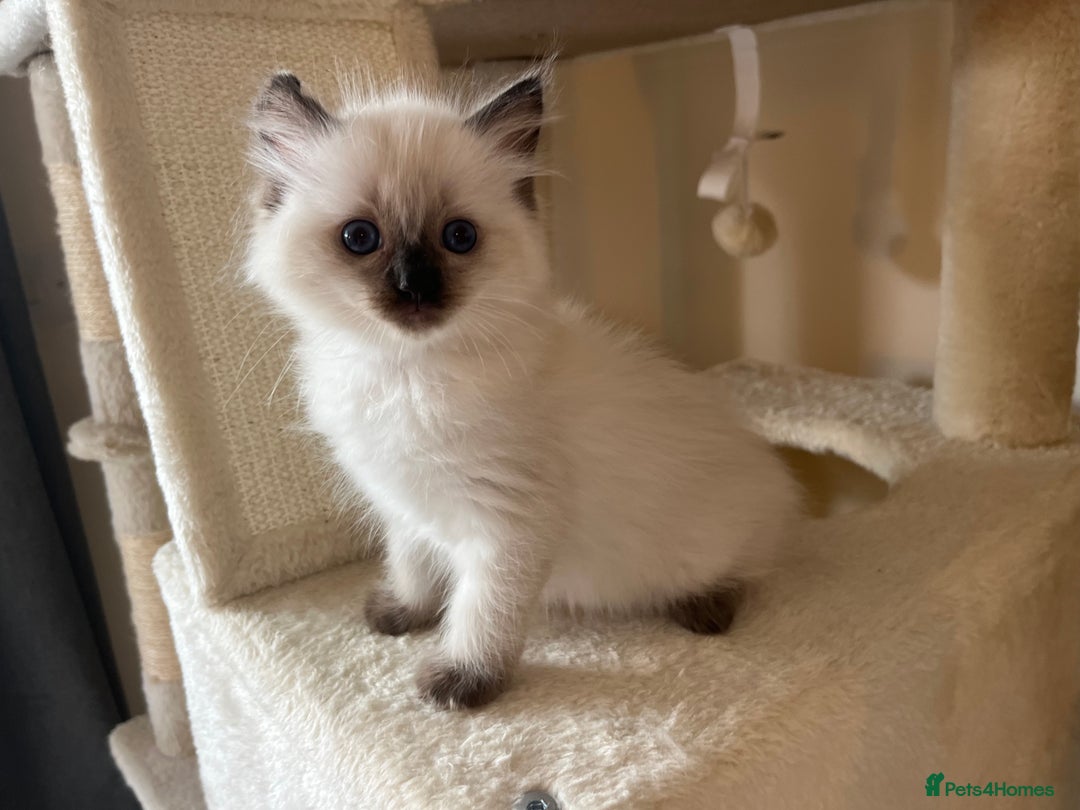 Ragdoll cats for sale: Pure Ragdoll kittens for sale london  - Image 6