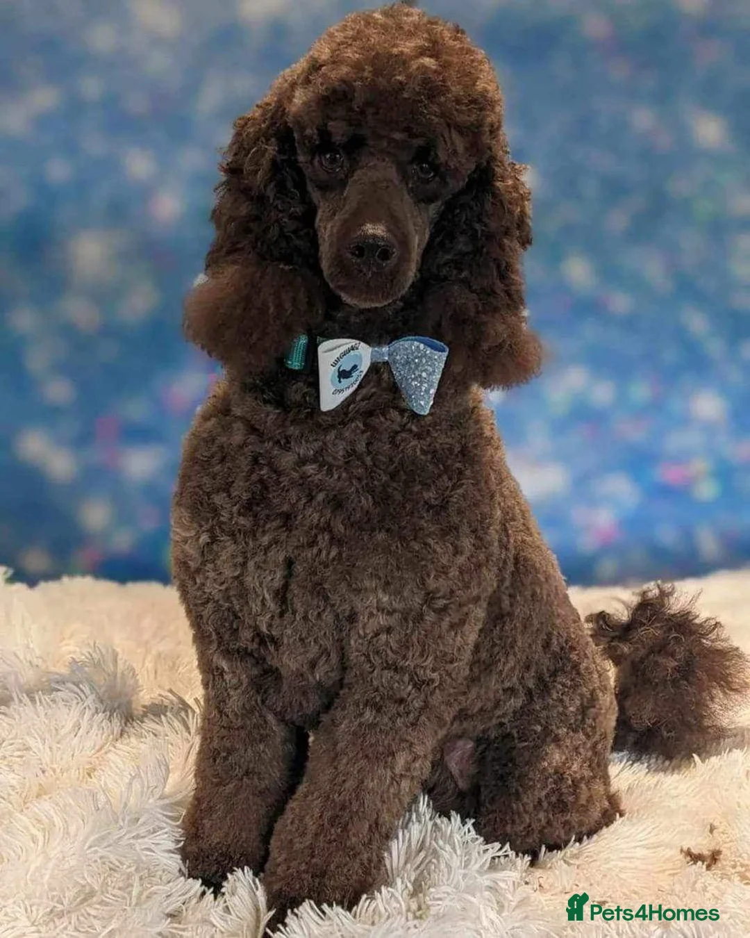 Miniature Poodle dogs for stud: KC registered Poodle proven stud - Advert 1