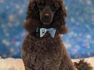 Miniature Poodle dogs KC registered Poodle proven stud - Advert 1