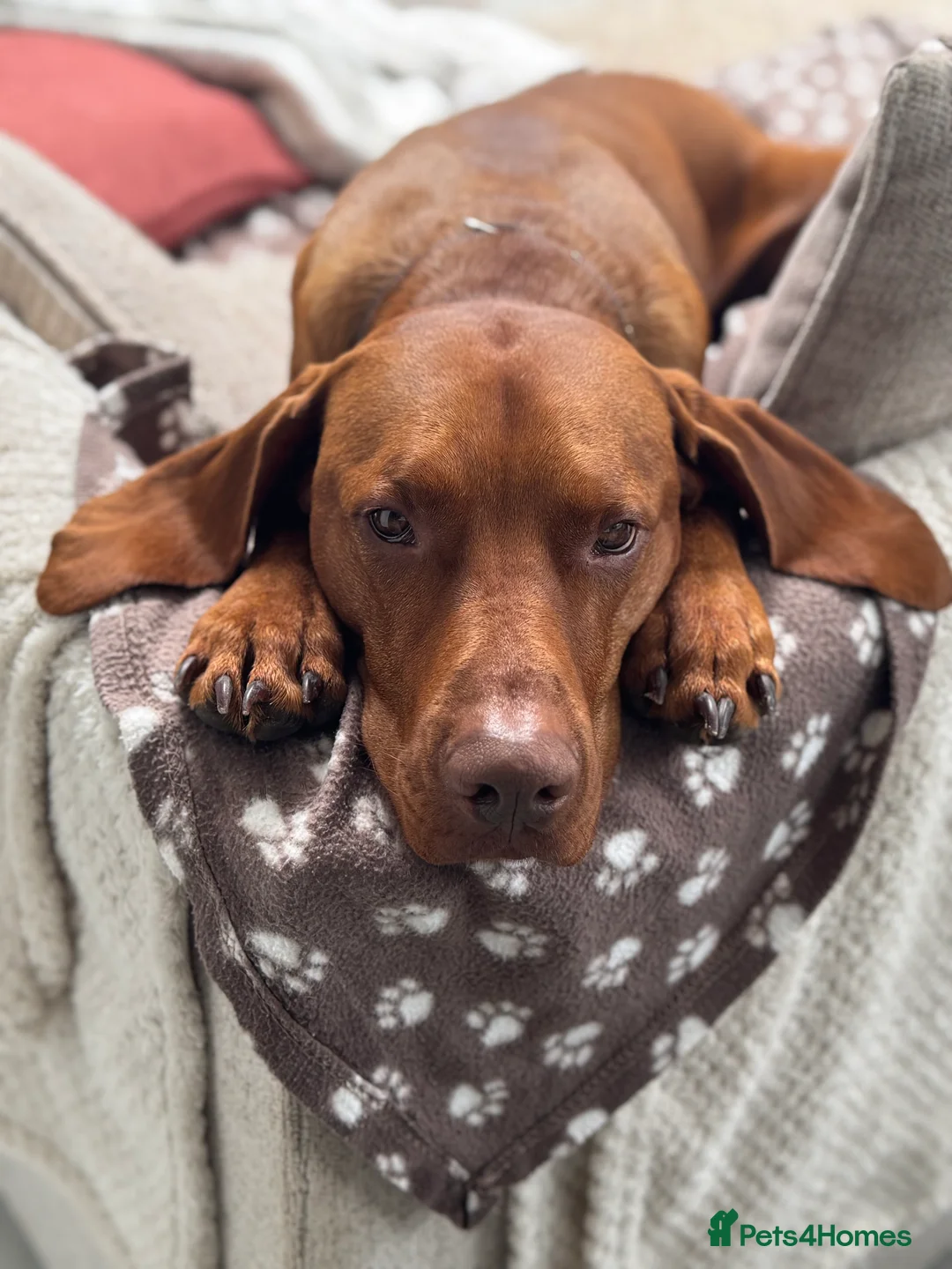 Hungarian Vizsla dogs for stud: KC Hungarian Vizsla  - Advert 2