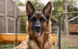 German Shepherd dogs for sale: Last stunning male puppy available  - Image 13