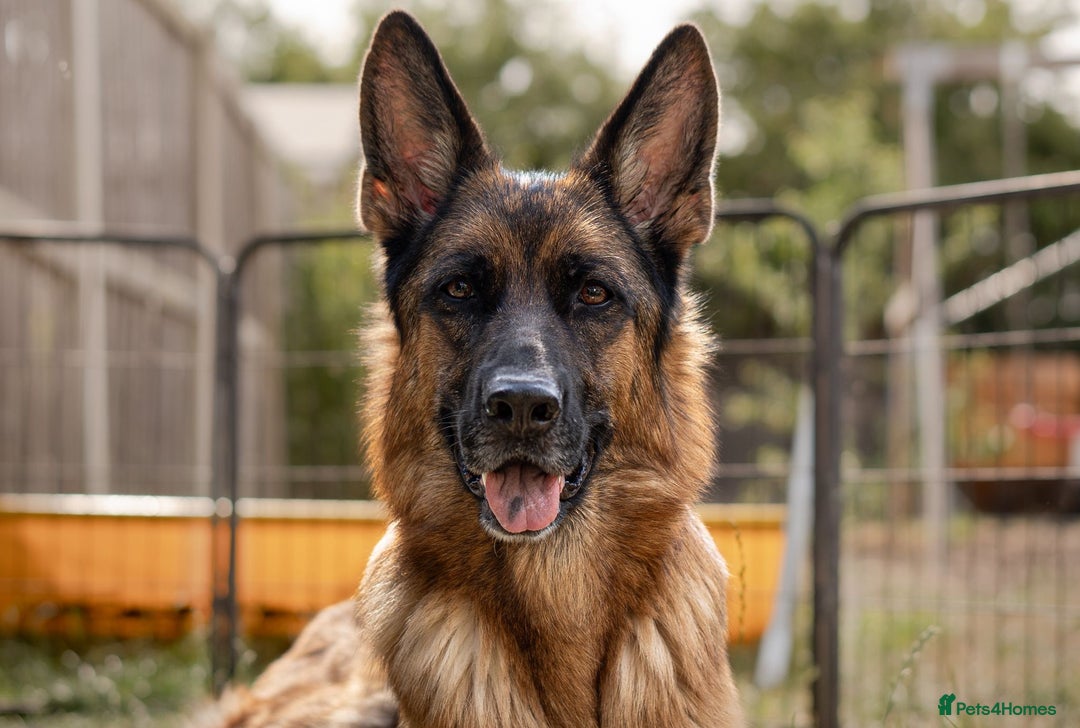 German Shepherd dogs for sale: Last stunning male puppy available  - Image 13