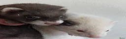 Ferret rodents for sale: Ferret kits(half micro) - Advert 1