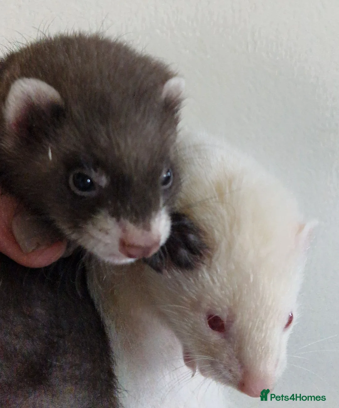 Ferret rodents for sale: Ferret kits(half micro) - Advert 1