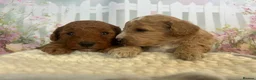 Toy Poodle dogs for sale: Outstanding Toy Poodles - KC registered in Wigston - Advert 2