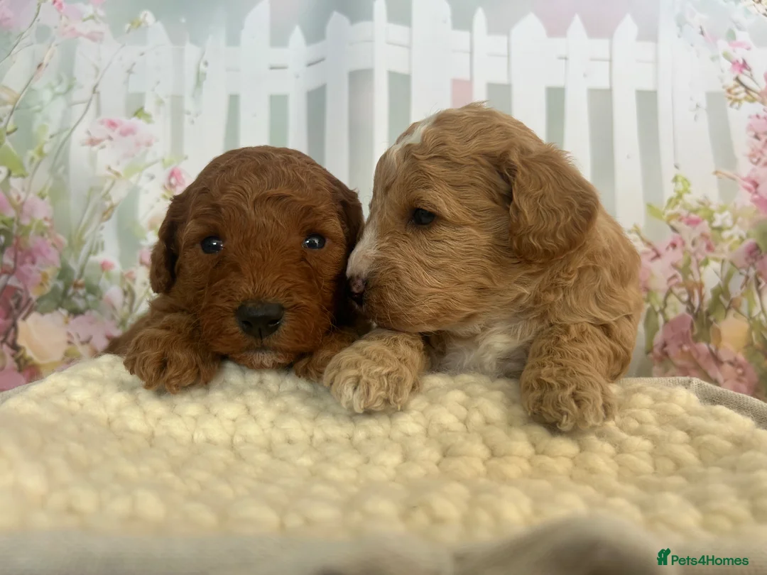 Toy Poodle dogs for sale: Outstanding Toy Poodles - KC registered in Wigston - Advert 2