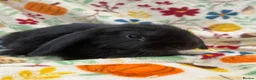 Mini Lop rabbits for sale: Blossom View Babies ready now!! - Advert 5