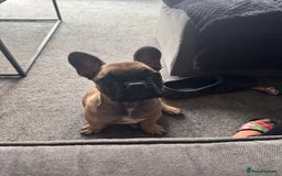 French Bulldog dogs for sale: 17 week old frenchie - Image 3