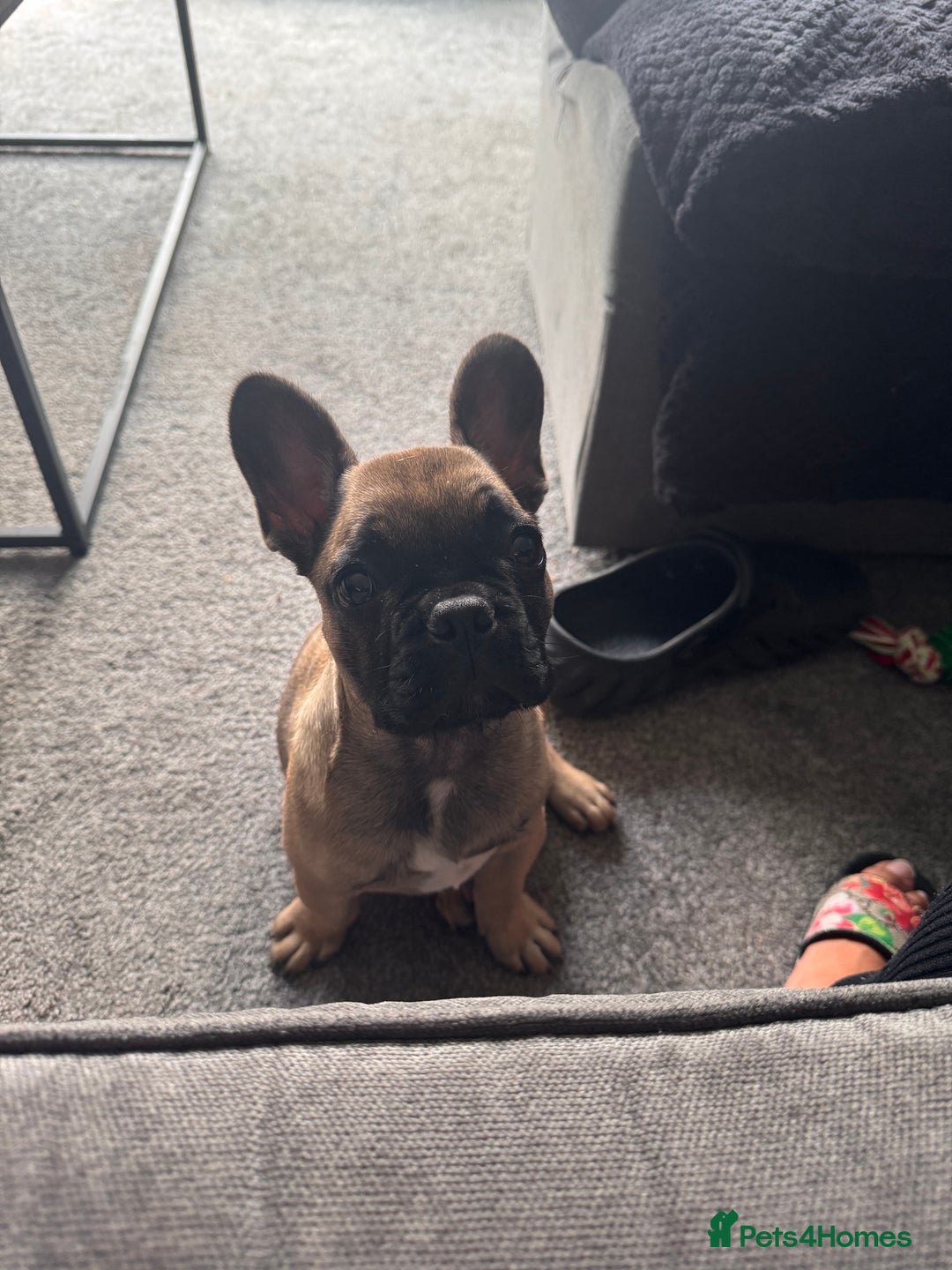 French Bulldog dogs for sale: 17 week old frenchie - Image 3