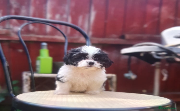 Maltese dogs - Advert 1