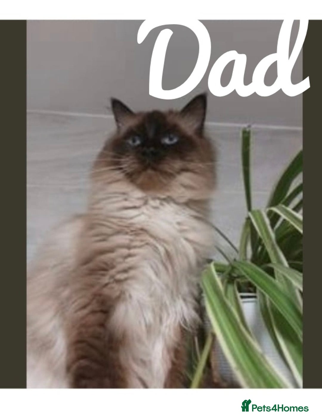 Ragdoll cats for sale: Ragdoll Blue Point Male Kitten - Advert 10