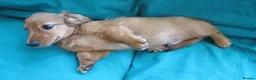 Miniature Dachshund dogs for sale: Miniature Longhaired Dachshund - Advert 4