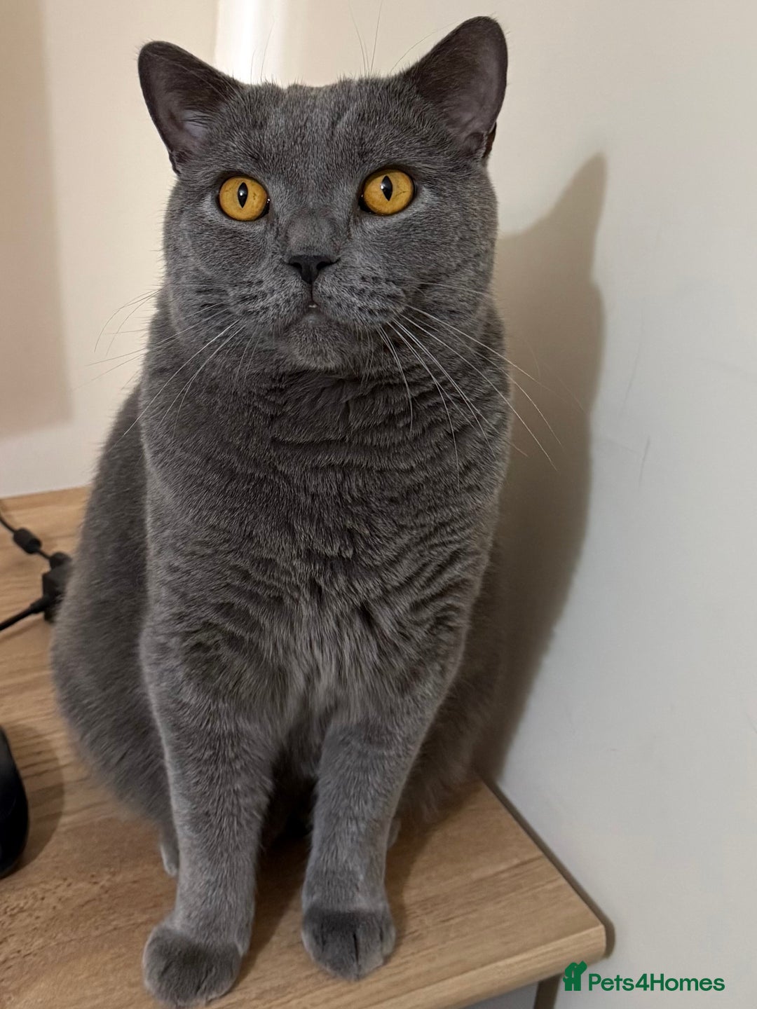 British Shorthair cats for sale: British Short Hair Blue Male - Advert 11