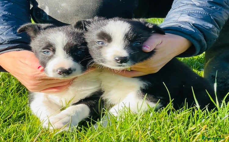 Border Collie dogs - Advert 1