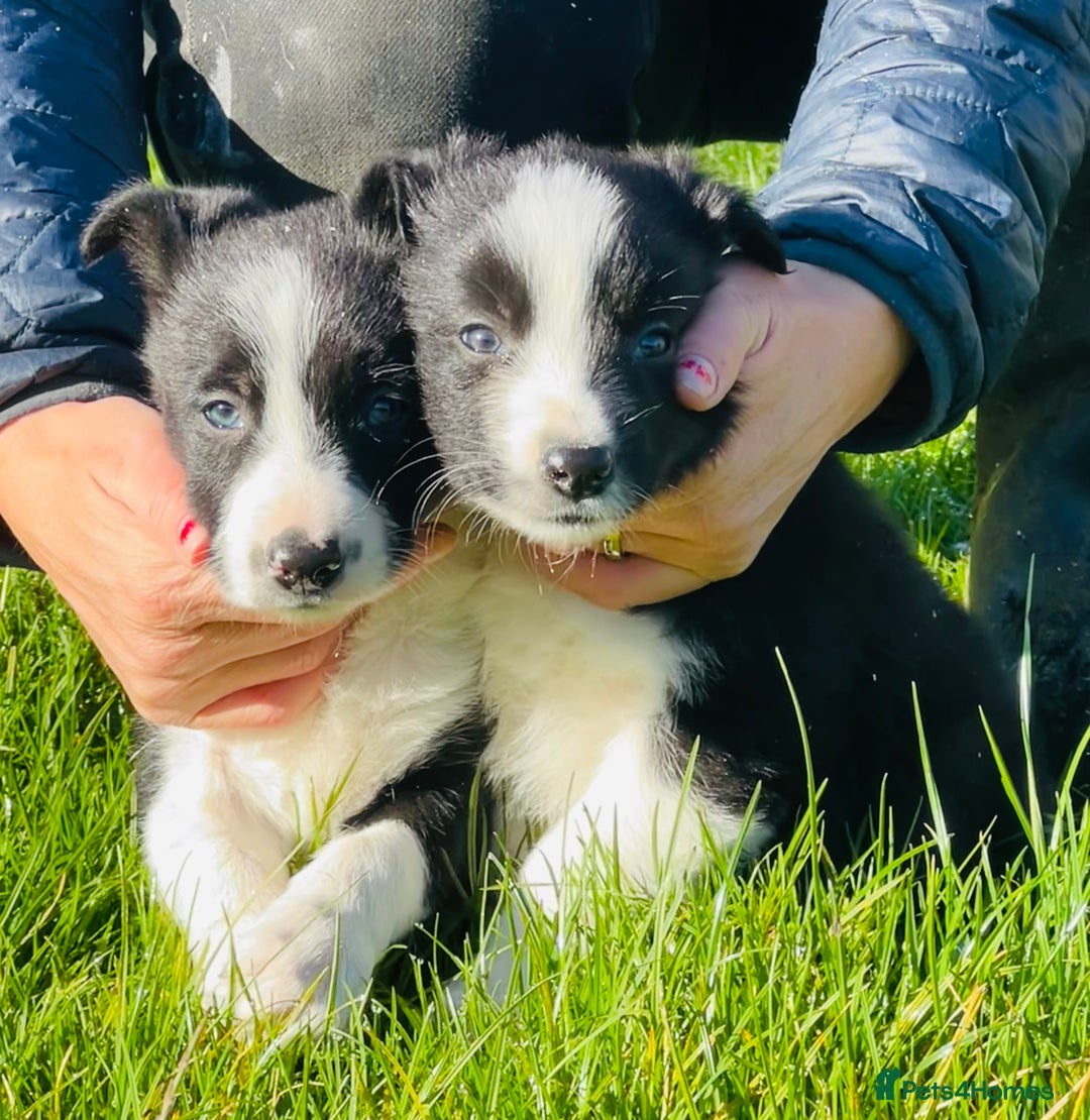 Border Collie dogs for sale: 2 Border Collie Pups - Image 1