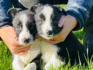 Border Collie dogs - Advert 24