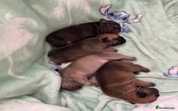 French Bulldog dogs for sale: French bull dog puppies  - Image 5