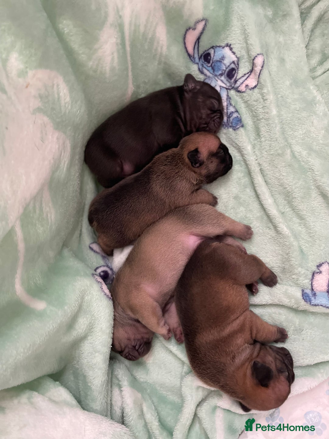 French Bulldog dogs for sale: French bull dog puppies  - Image 5