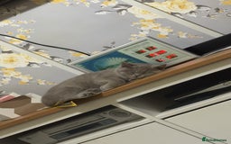 British Shorthair cats for sale: Beautiful British shorthair girl ready now - Advert 3