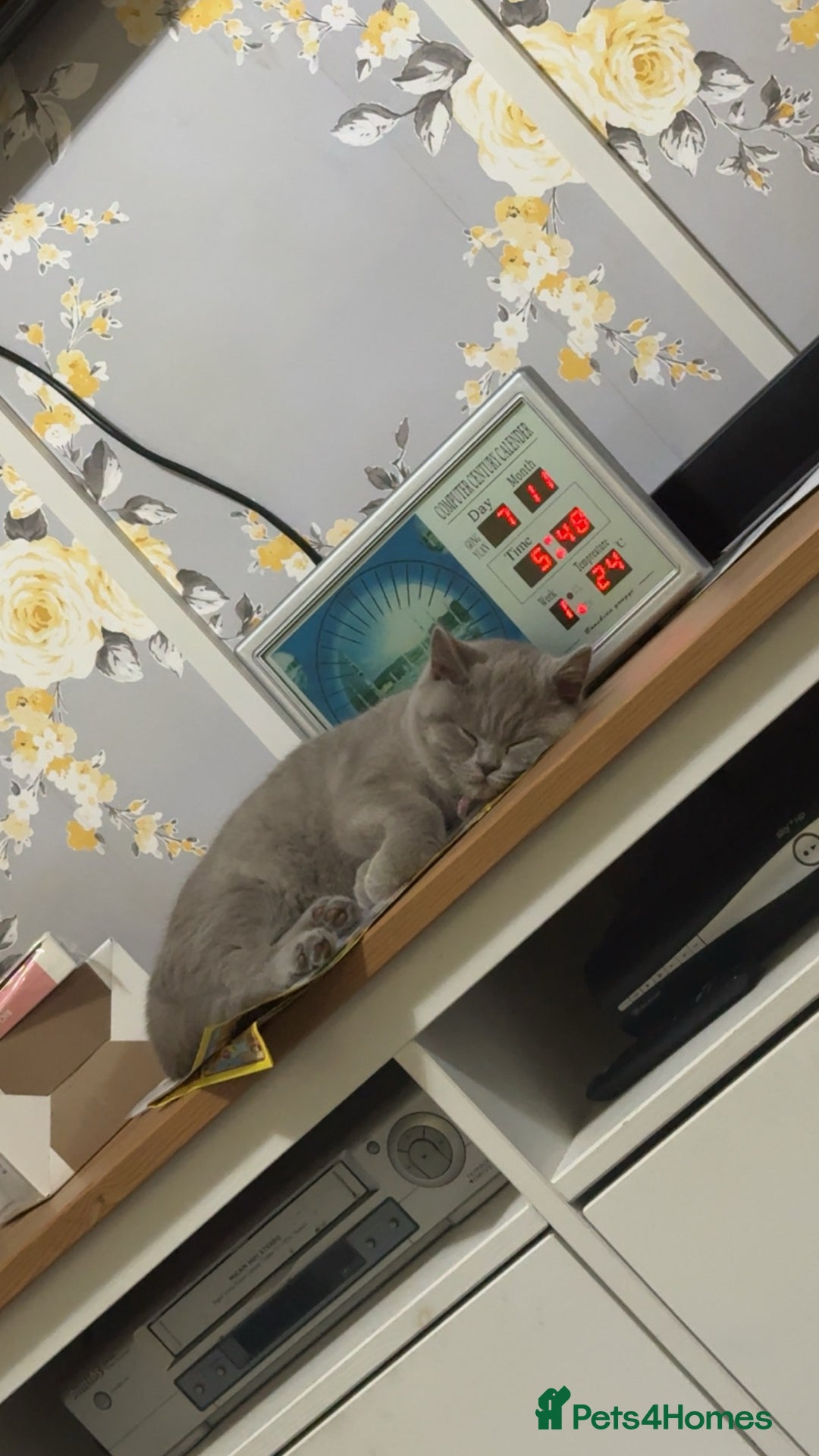 British Shorthair cats for sale: Beautiful British shorthair girl ready now - Advert 3