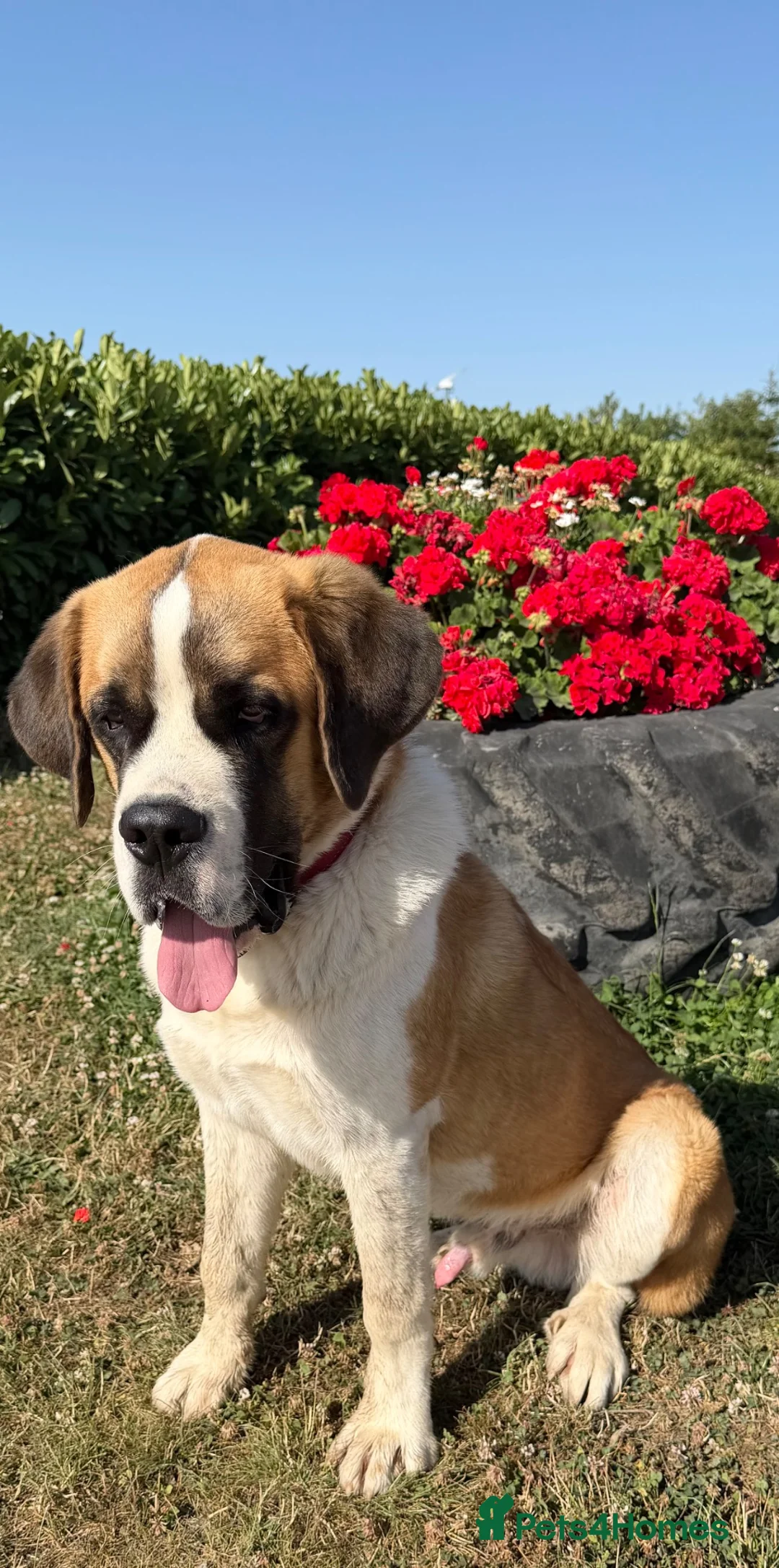 Saint Bernard dogs for sale: St Bernard (male)  - Advert 2