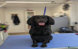 Cocker Spaniel dogs for stud: Kc reg Stitch for stud - Image 5
