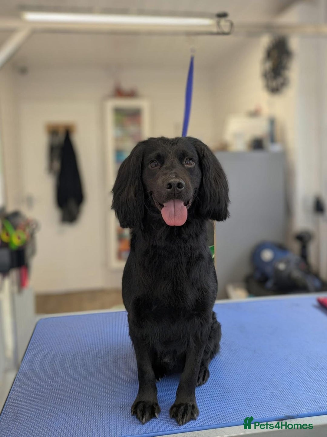 Cocker Spaniel dogs for stud: Kc reg Stitch for stud - Image 5
