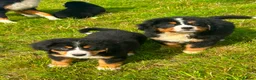 Bernese Mountain Dog dogs for sale: Beautiful Bernese Mountain pups available  in Carmarthen - Advert 6