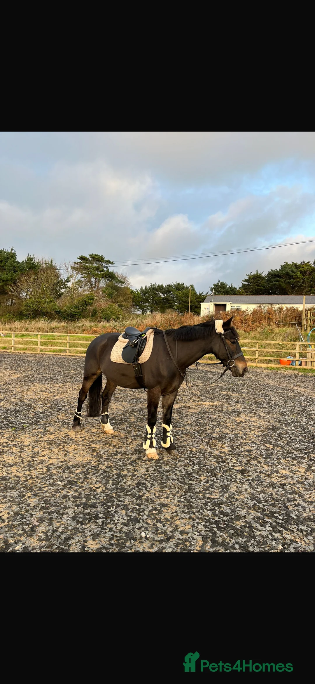 Other Breed horses for sale: 15.3h Bay gelding allrounder   - Advert 5