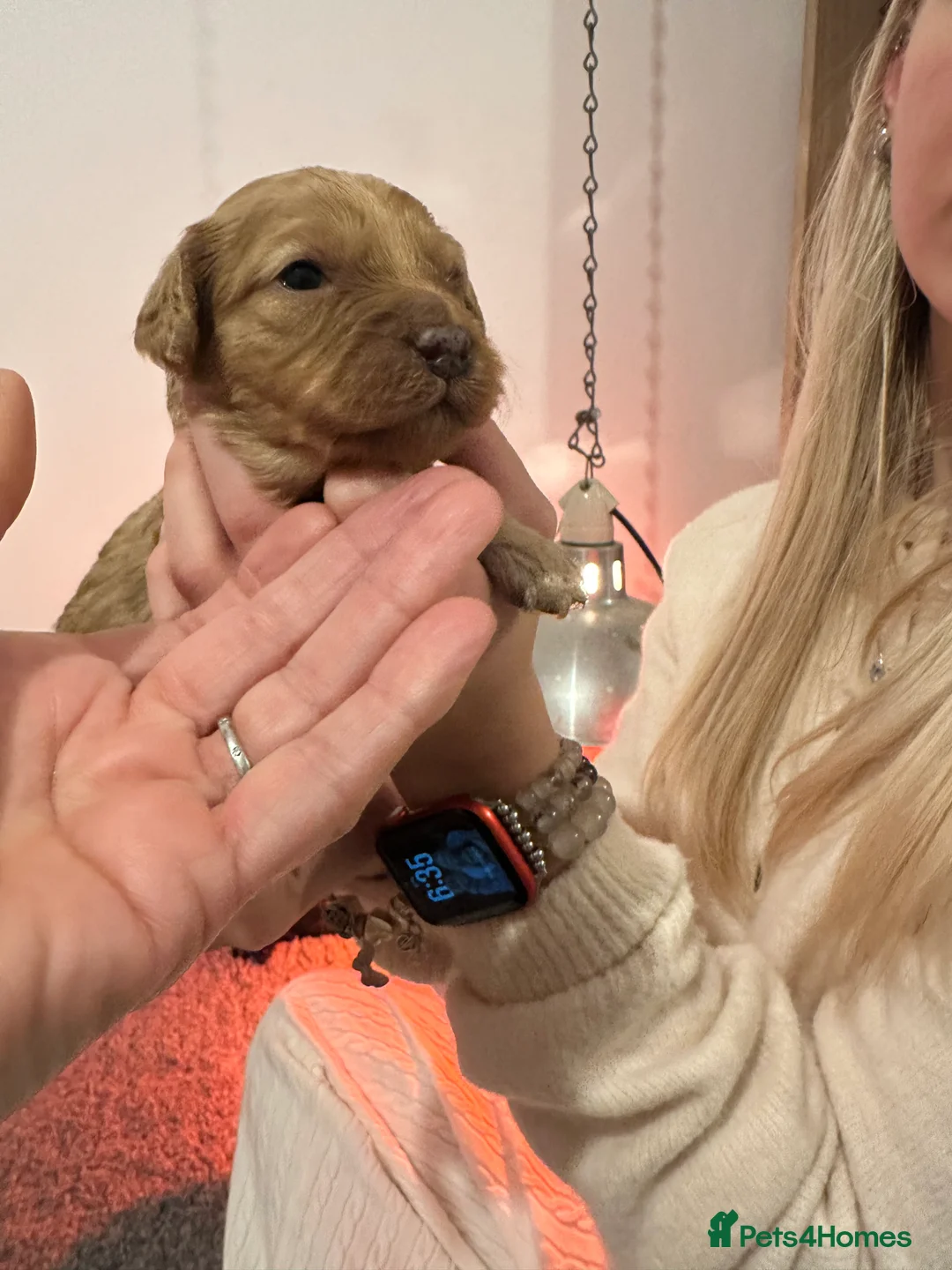 Cavapoo dogs for sale: Gorgeous F1BB Cavapoo Puppies For Sale - Advert 2