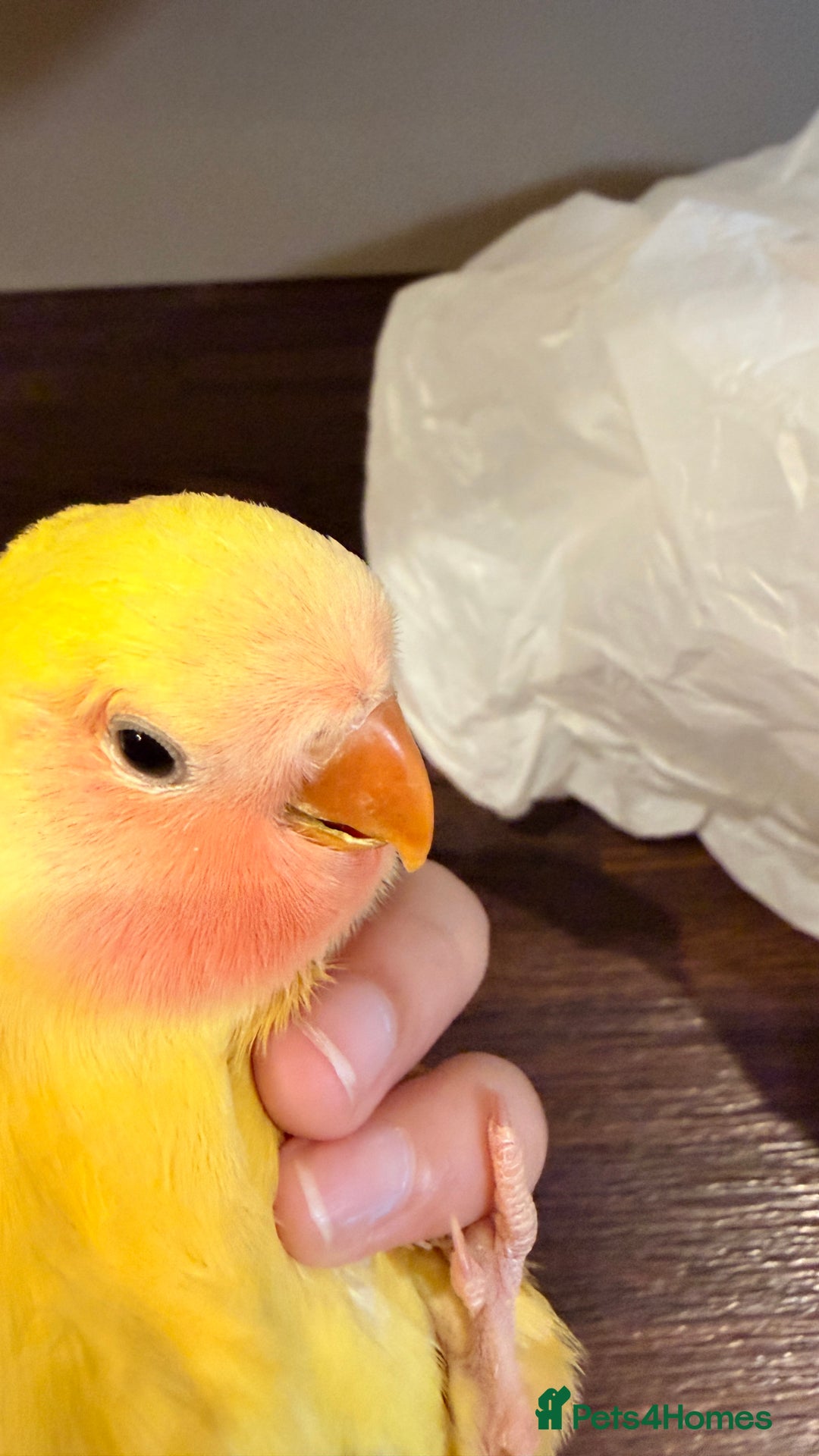 Lovebirds birds for sale: Love birds - Advert 10