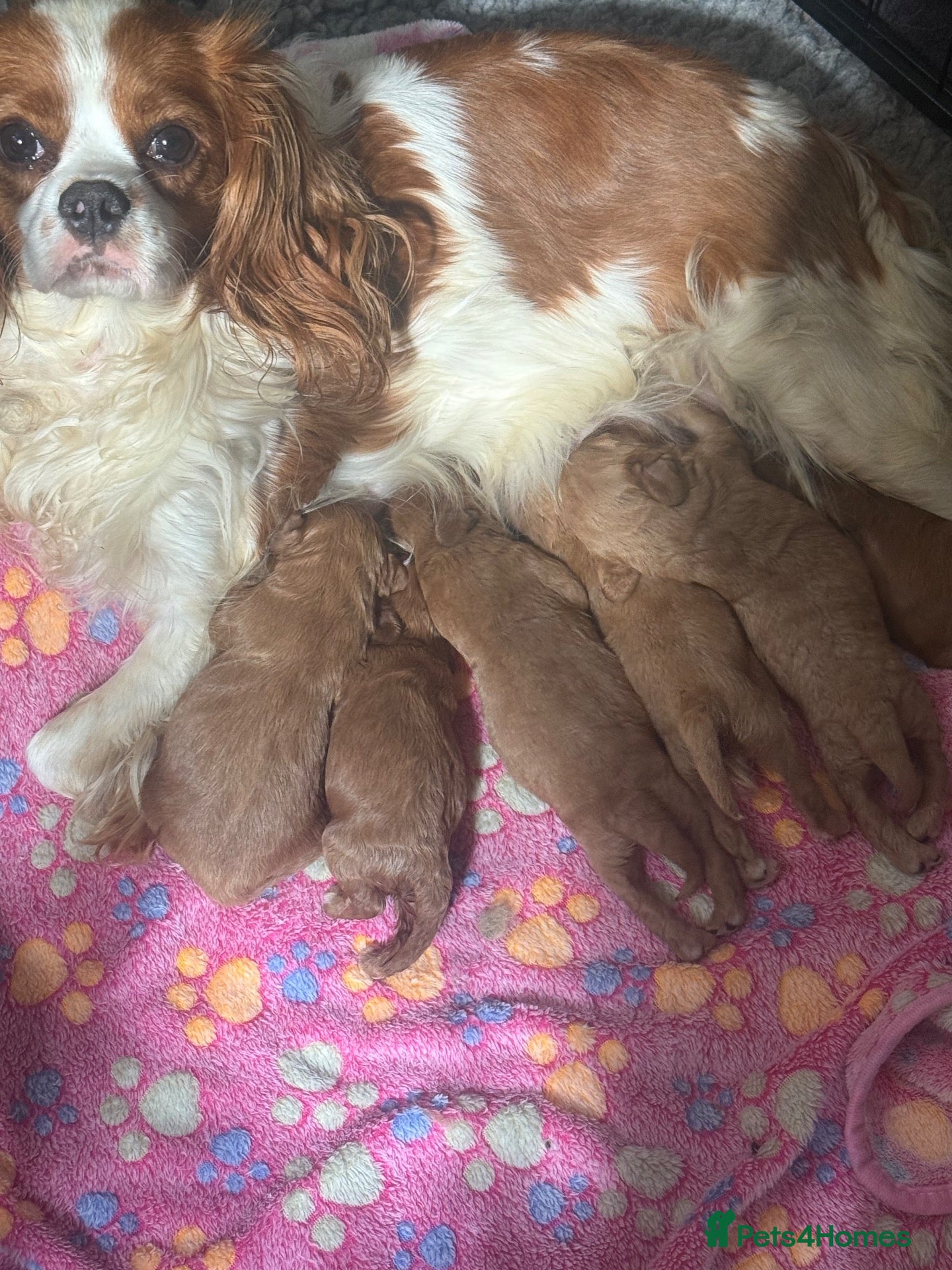 Cavapoo dogs Excessively dna health tested Cavapoo pups - Advert 6