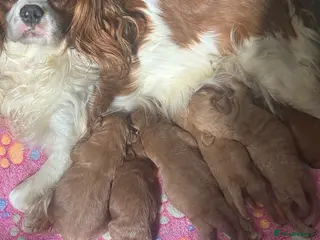 Cavapoo dogs Excessively dna health tested Cavapoo pups - Advert 6