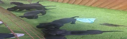 Labrador Retriever dogs for sale: Black labrador puppies  - Advert 5