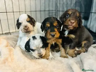 Cocker Spaniel dogs 4 beautiful cocker spaniel puppies - Advert 1
