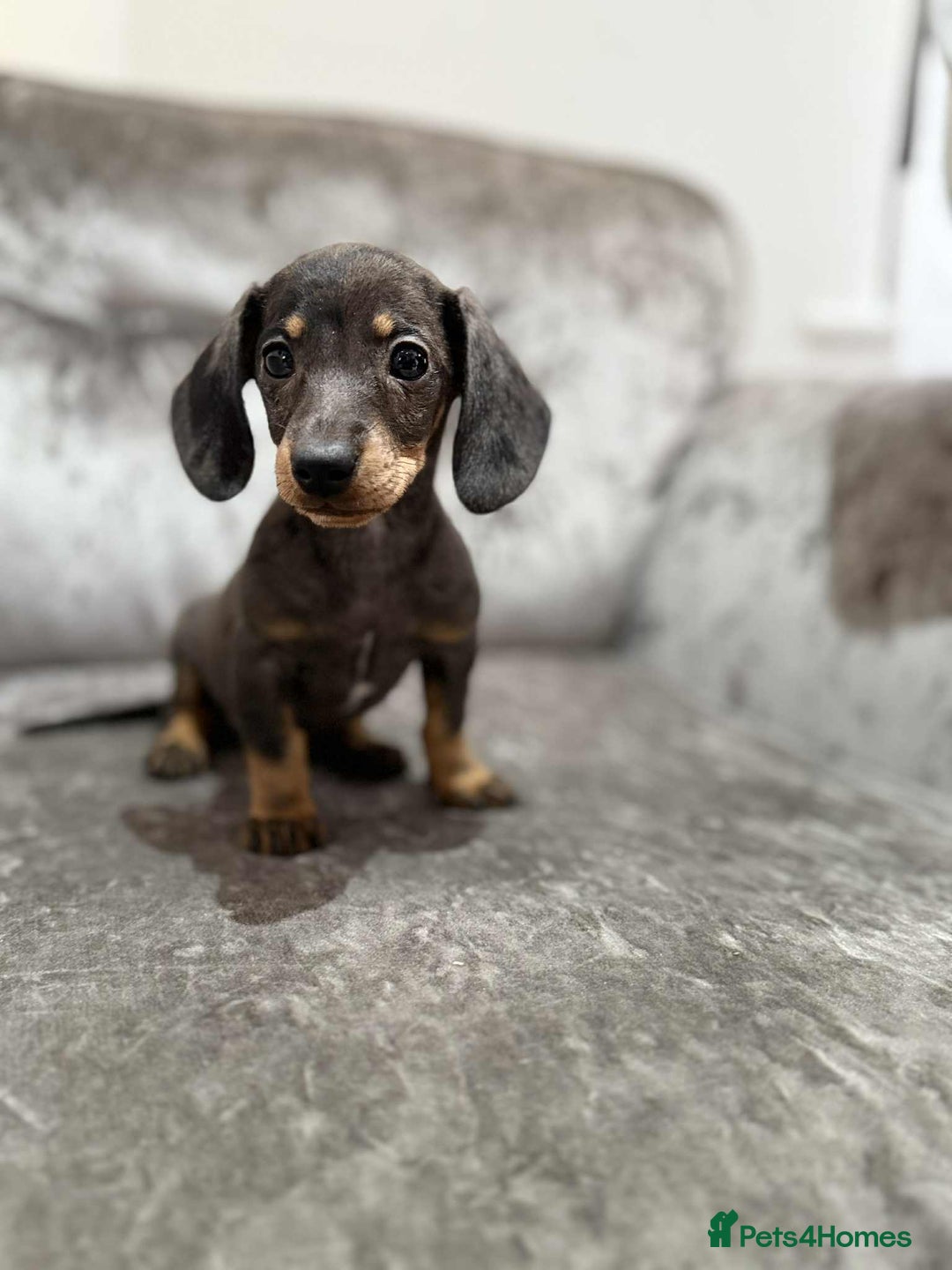 Dachshund dogs for sale: Miniature Dachshunds - Advert 11